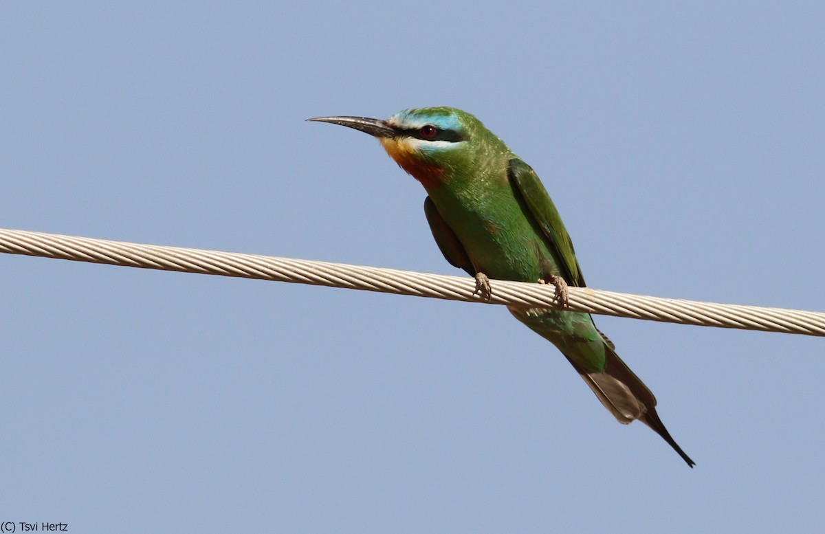 Бджолоїдка зелена - ML639754423