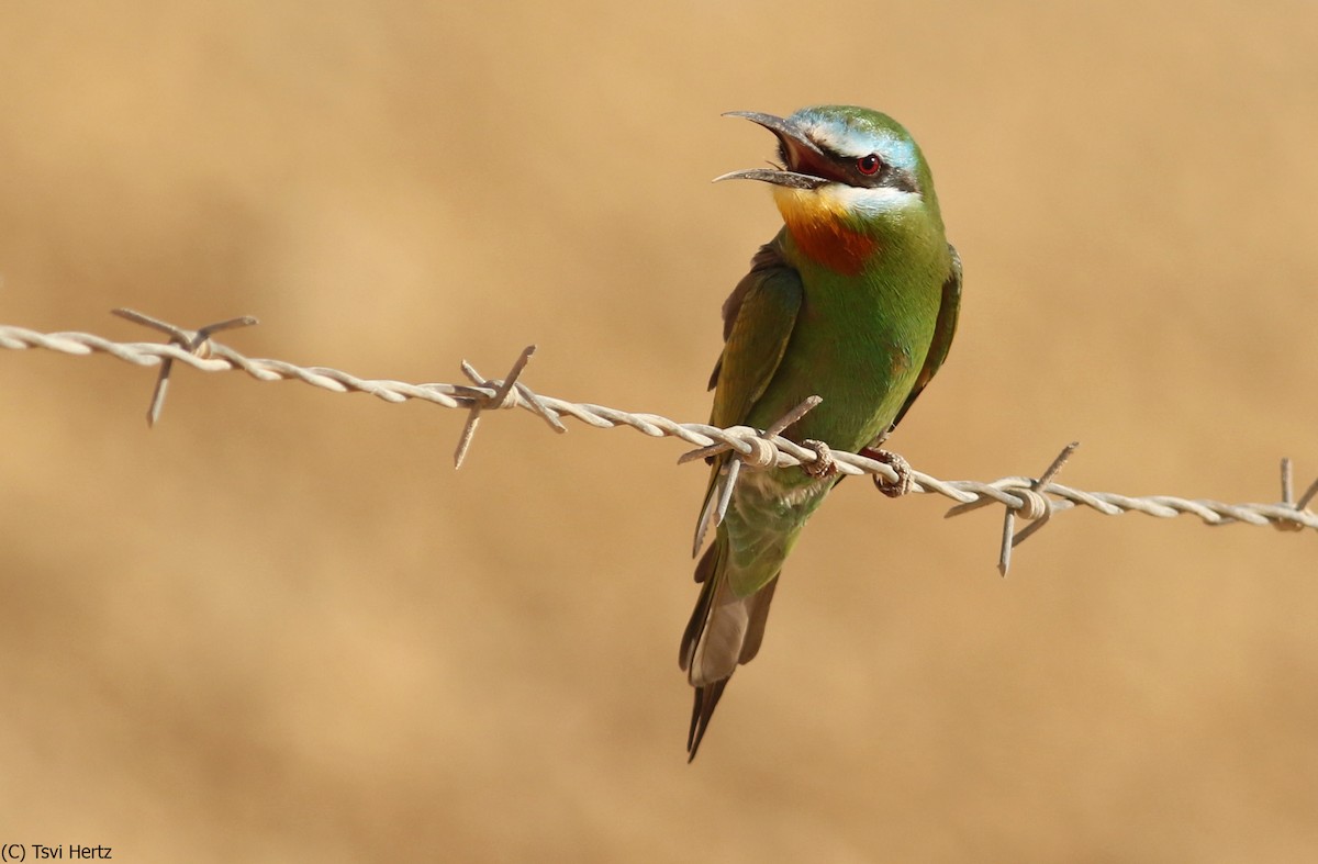 Бджолоїдка зелена - ML639754424