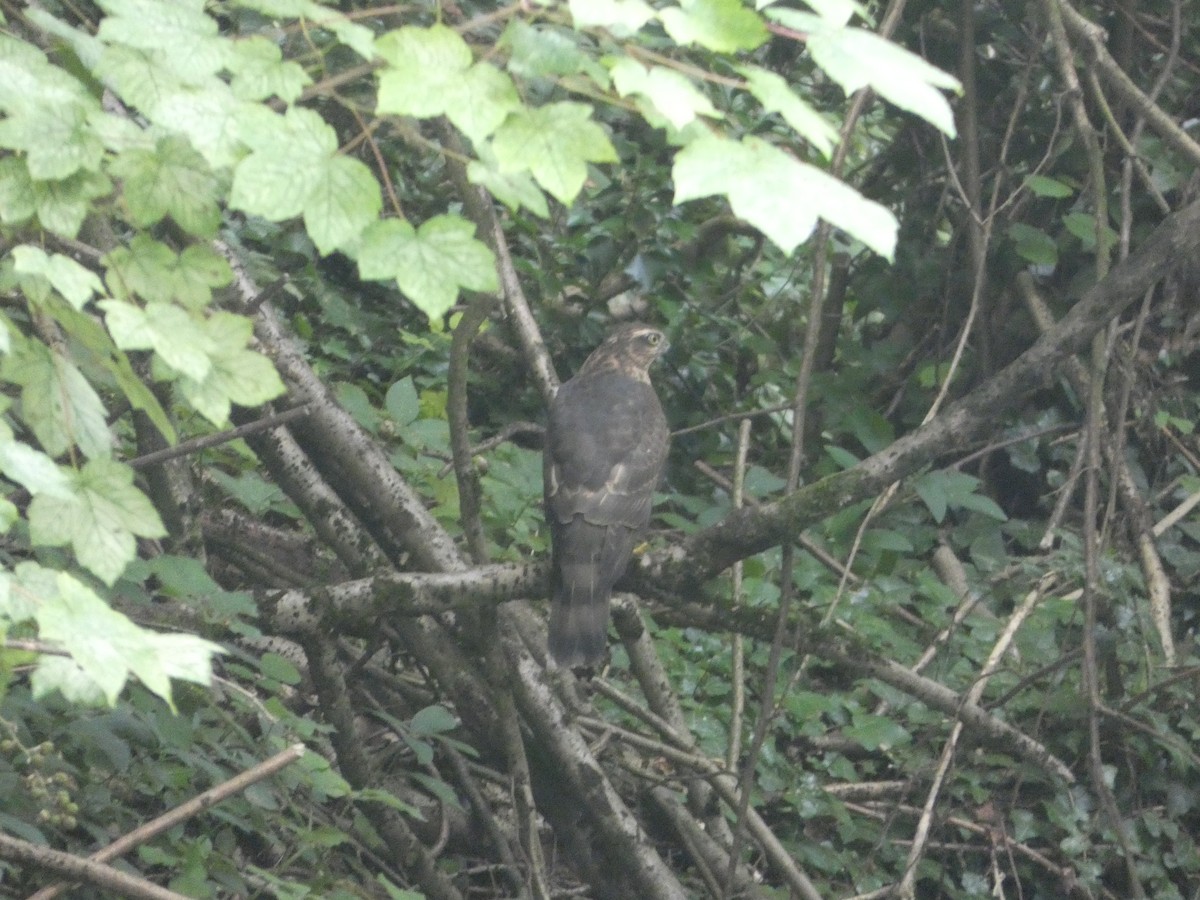 Eurasian Sparrowhawk - ML639754434
