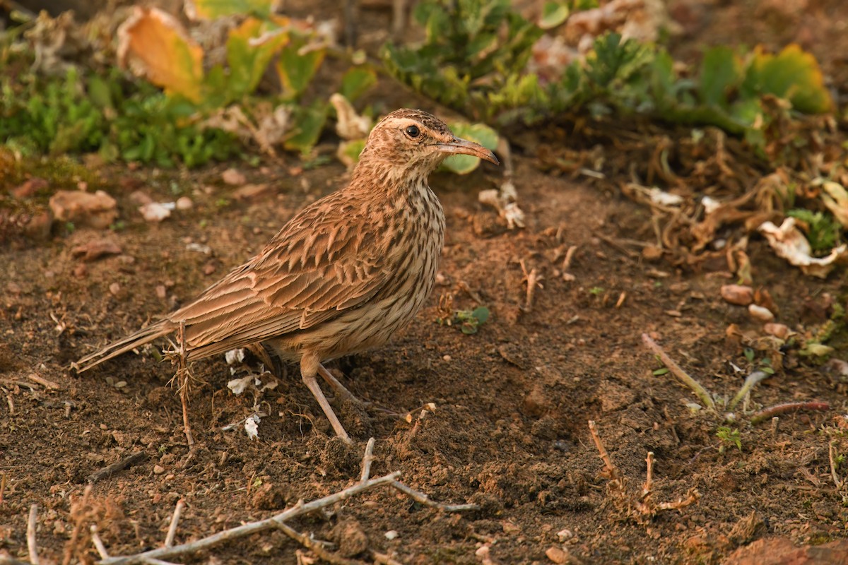 Cape Long-billed Lark (Cape) - ML639754438