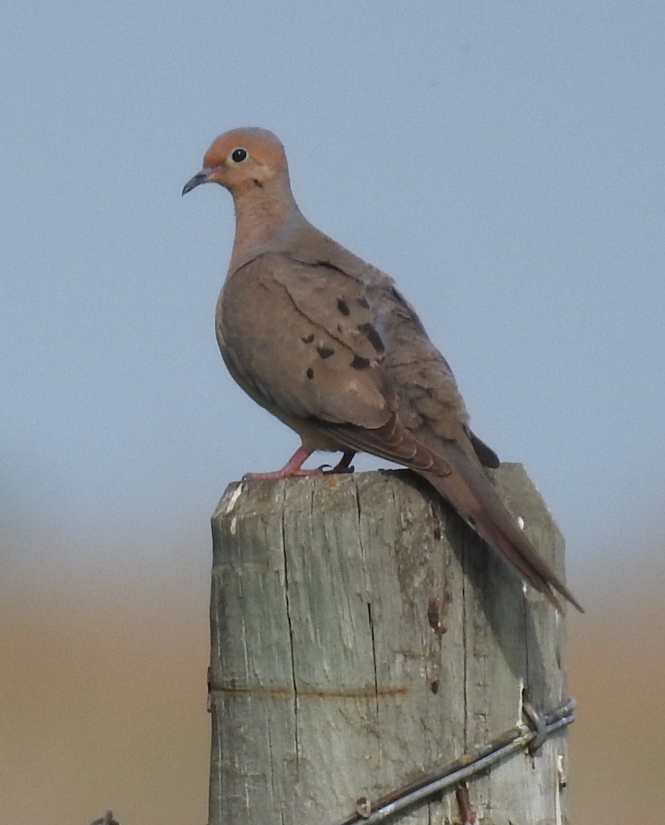 Mourning Dove - ML639754442