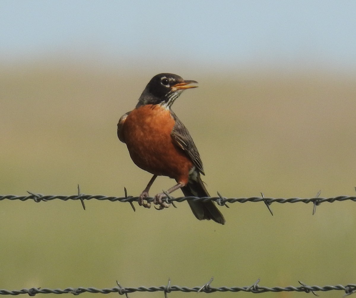 American Robin - ML639754454