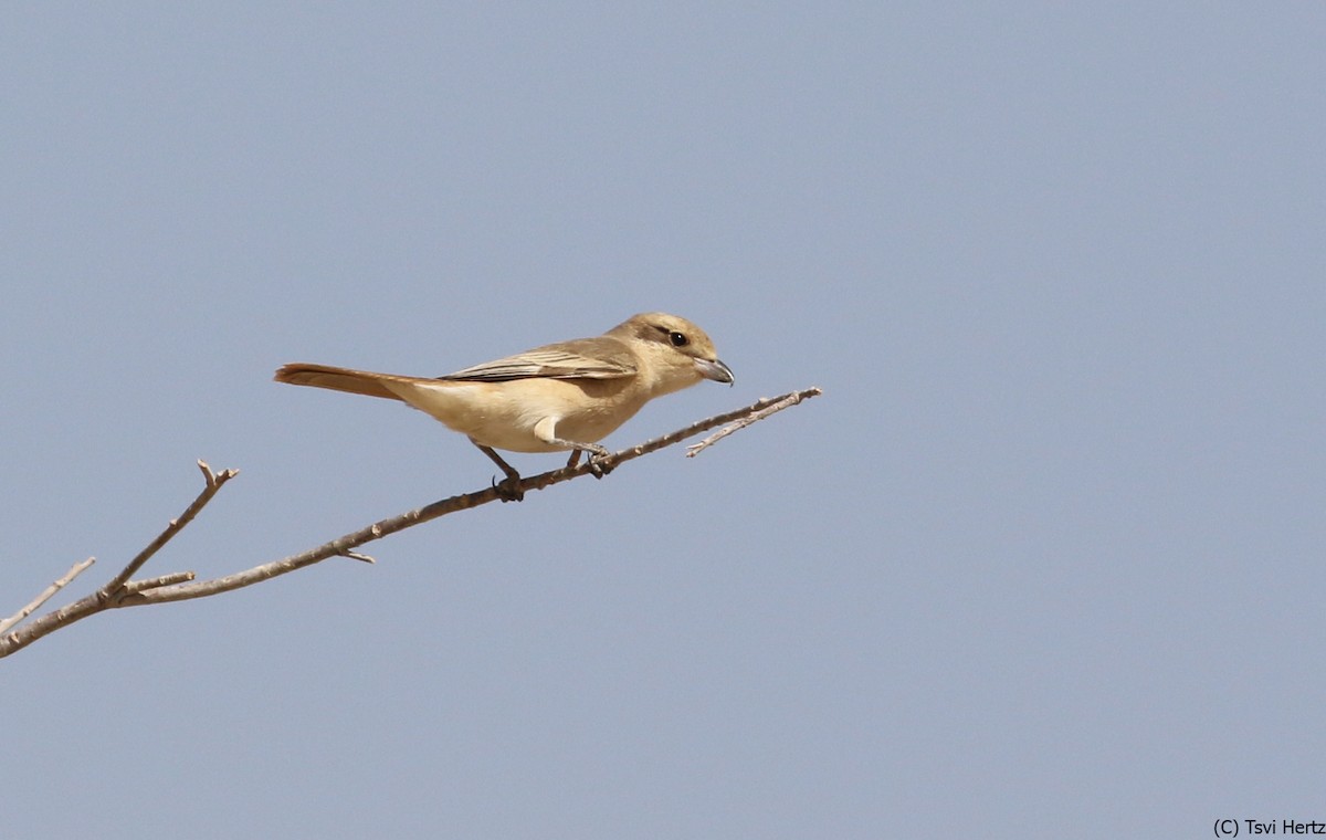 Сорокопуд рудохвостий - ML639754458