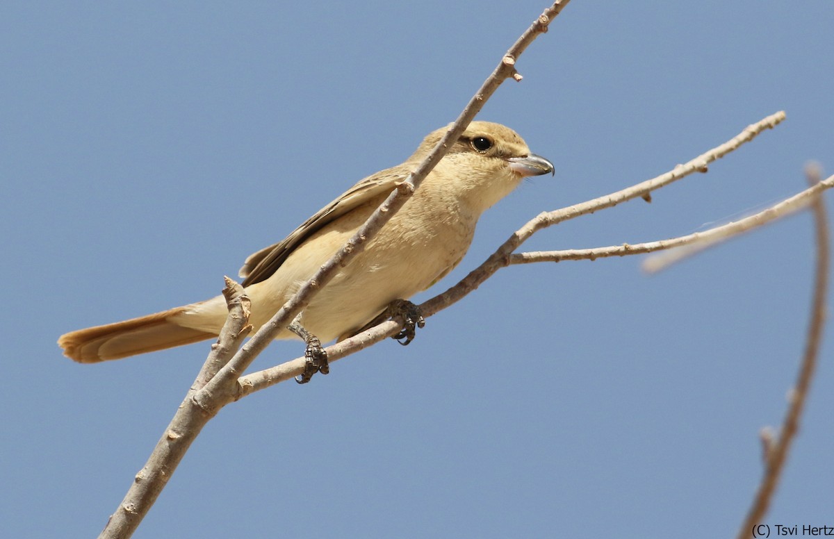 Сорокопуд рудохвостий - ML639754460