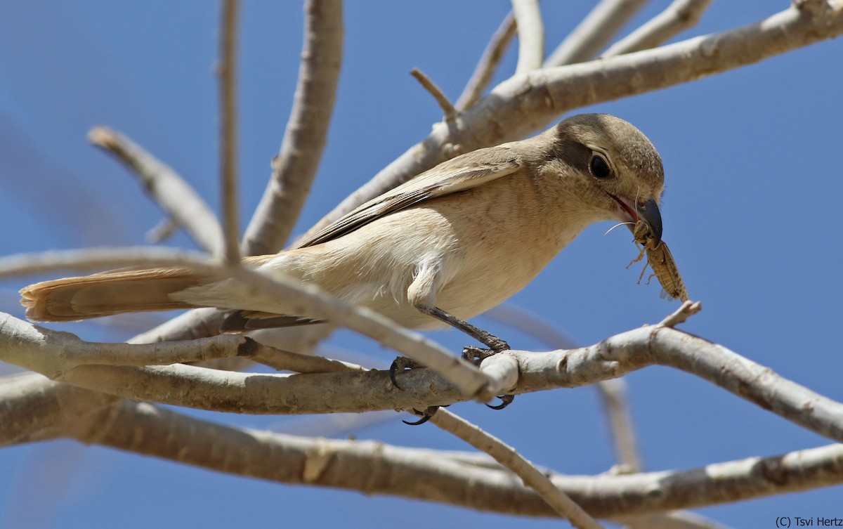 Сорокопуд рудохвостий - ML639754461