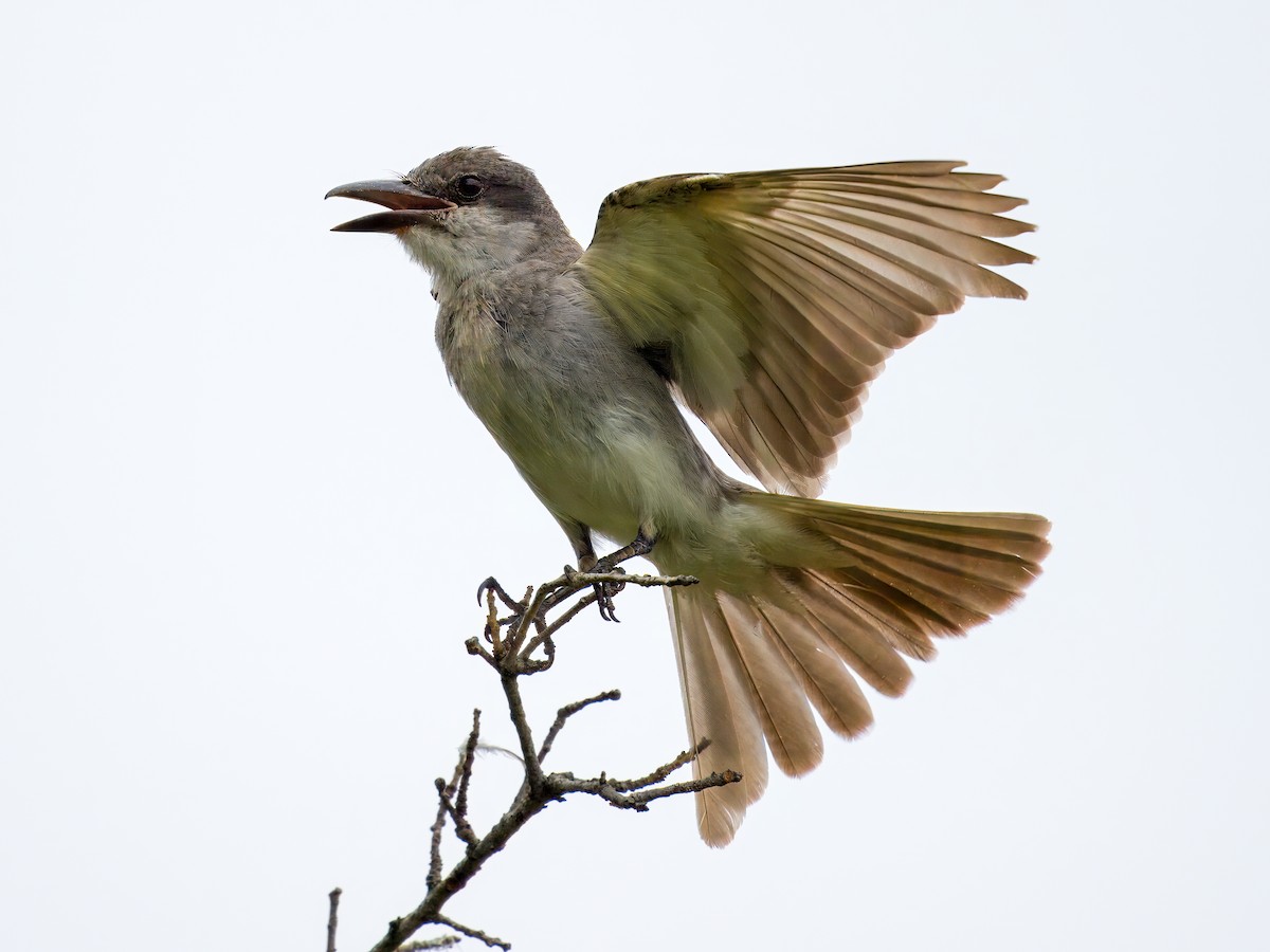 Gray Kingbird - ML639754478
