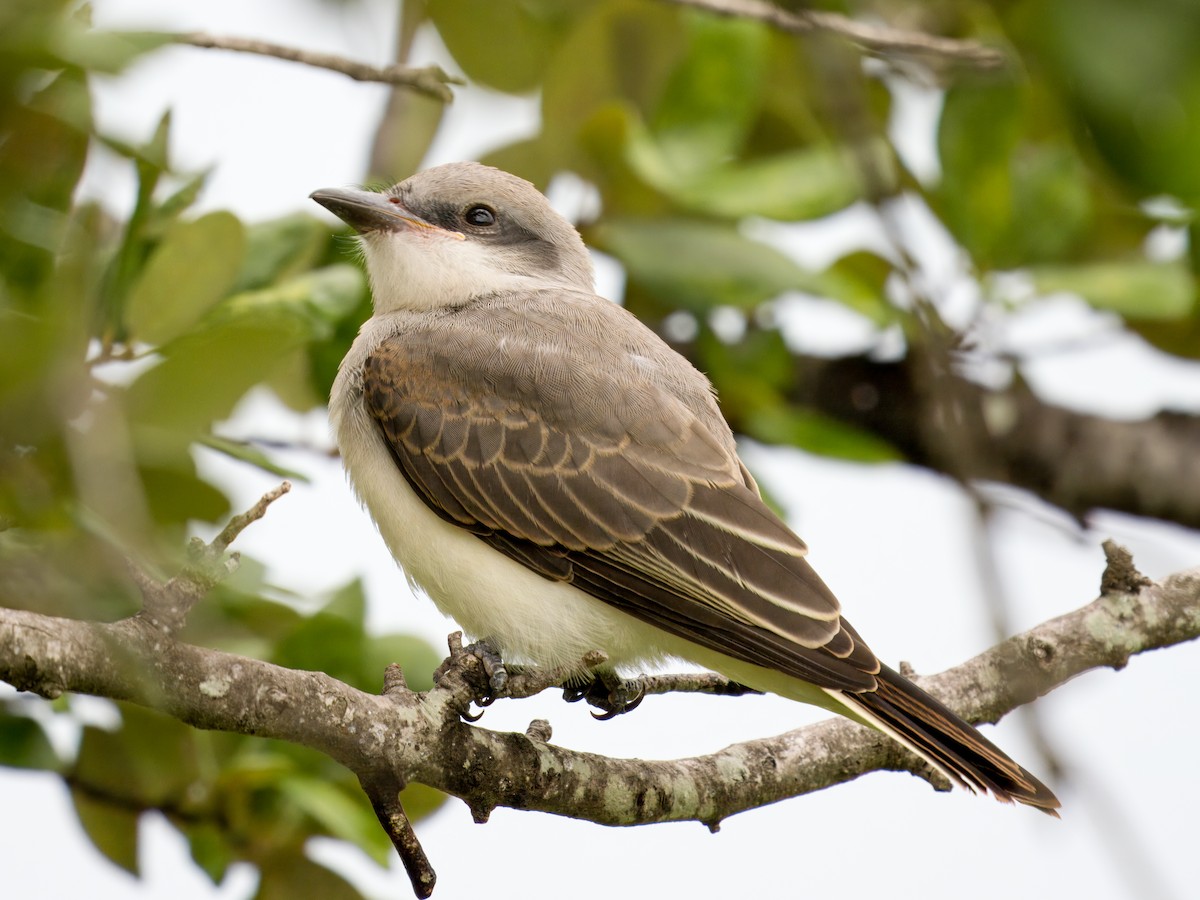 Gray Kingbird - ML639754479