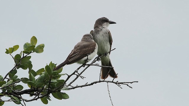 Gray Kingbird - ML639754506