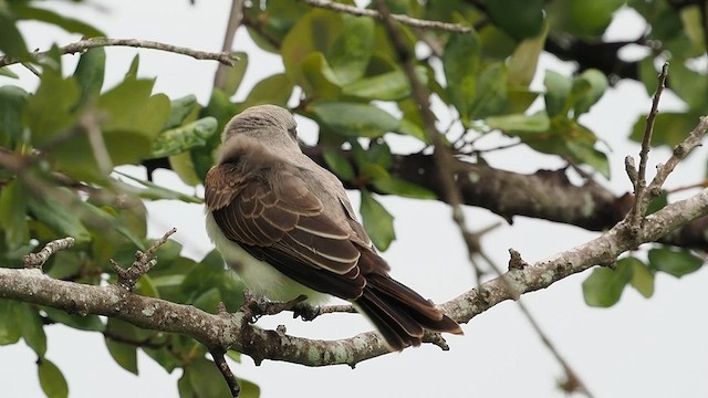 Gray Kingbird - ML639754512
