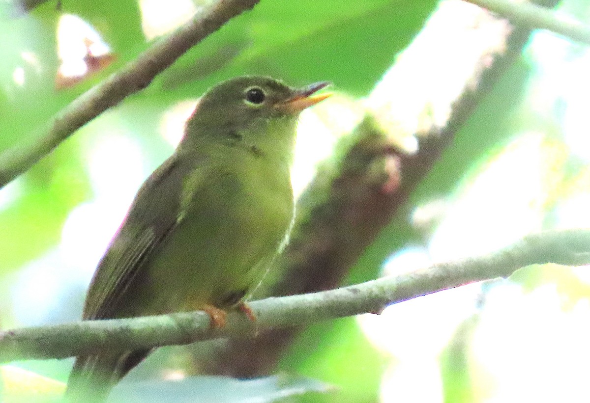 Olive Flyrobin - ML639754558