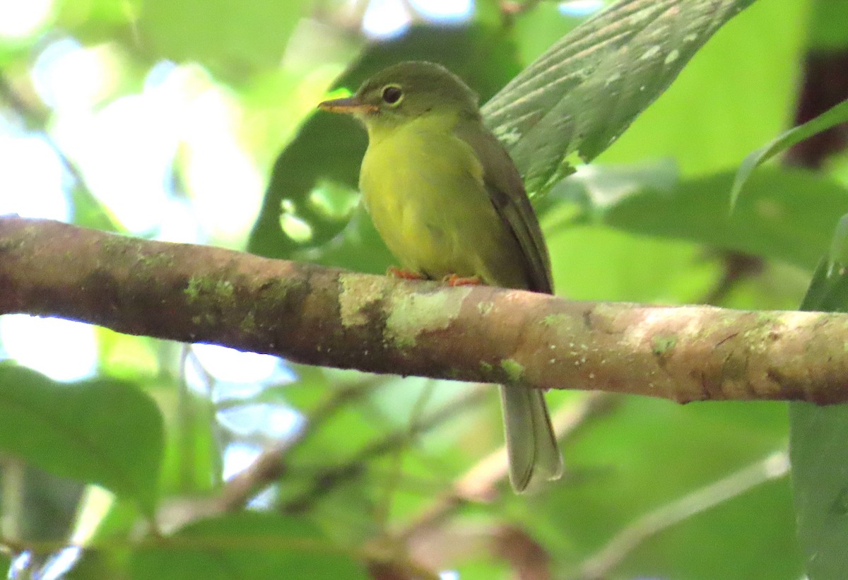 Olive Flyrobin - ML639754560
