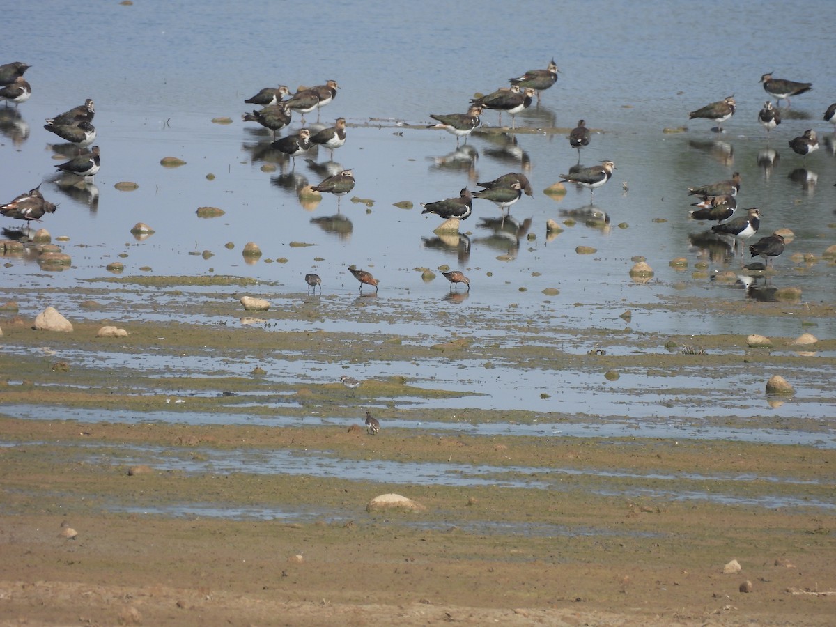 Curlew Sandpiper - ML639754570