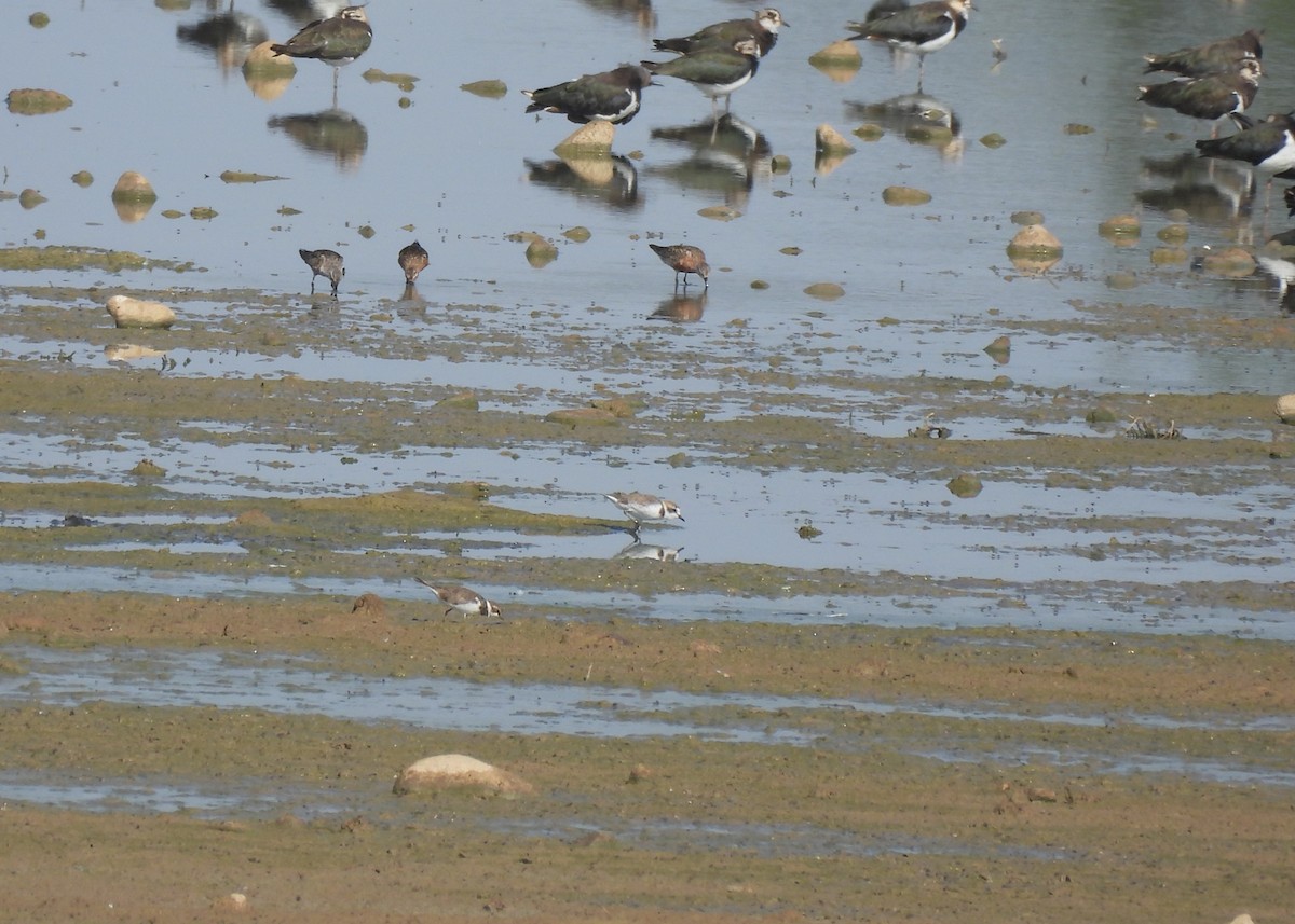 Kentish Plover - ML639754571