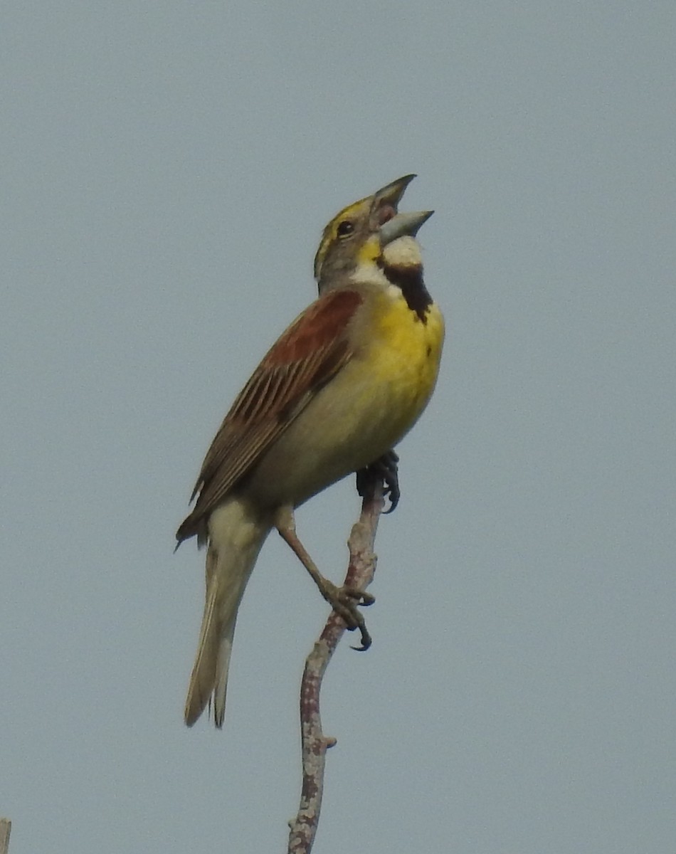 Dickcissel - ML639754575