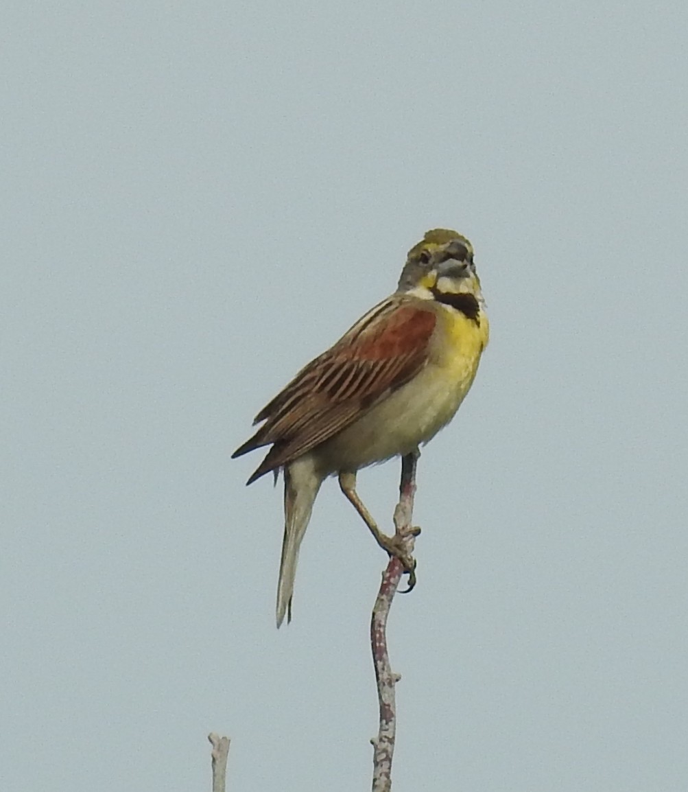 Dickcissel - ML639754577