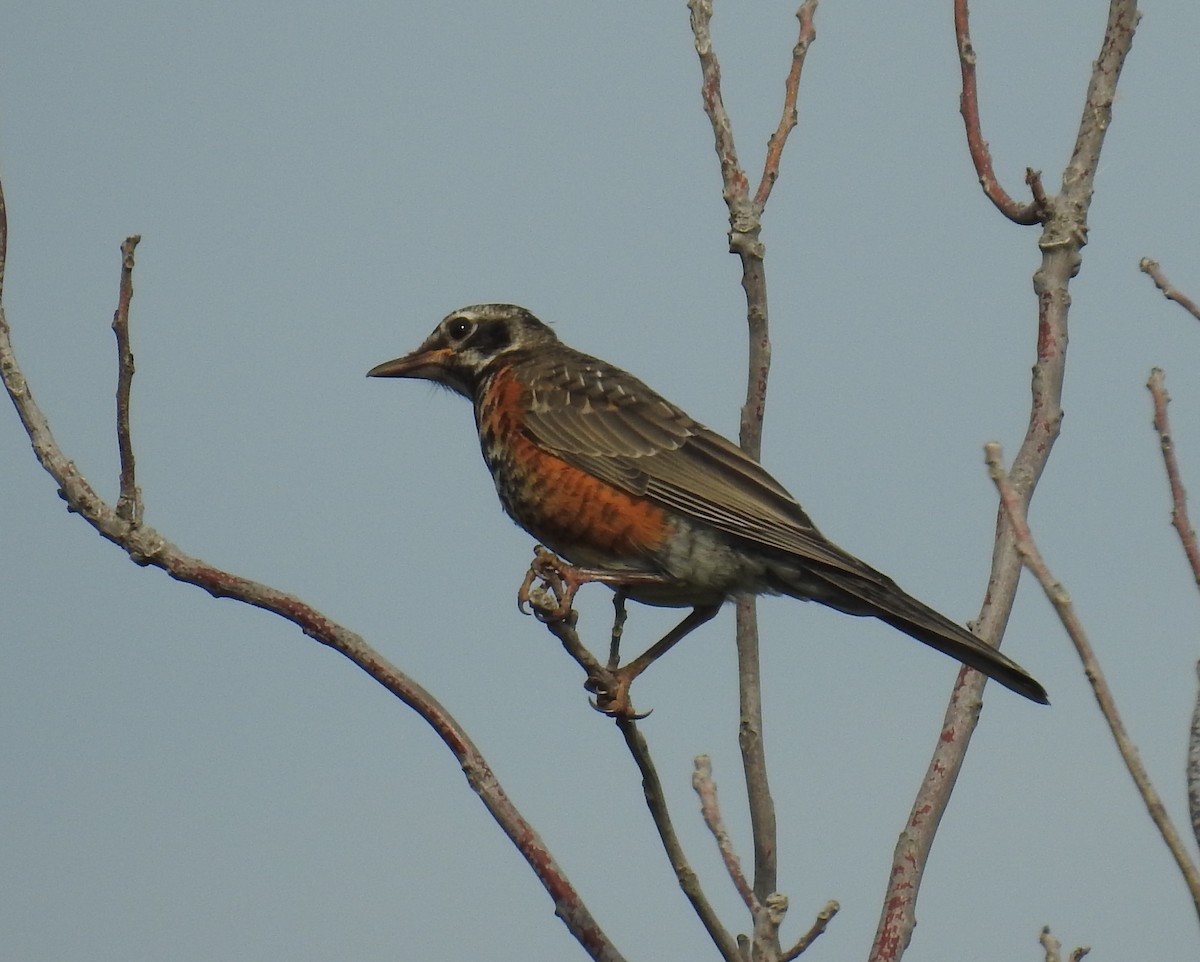 American Robin - ML639754581