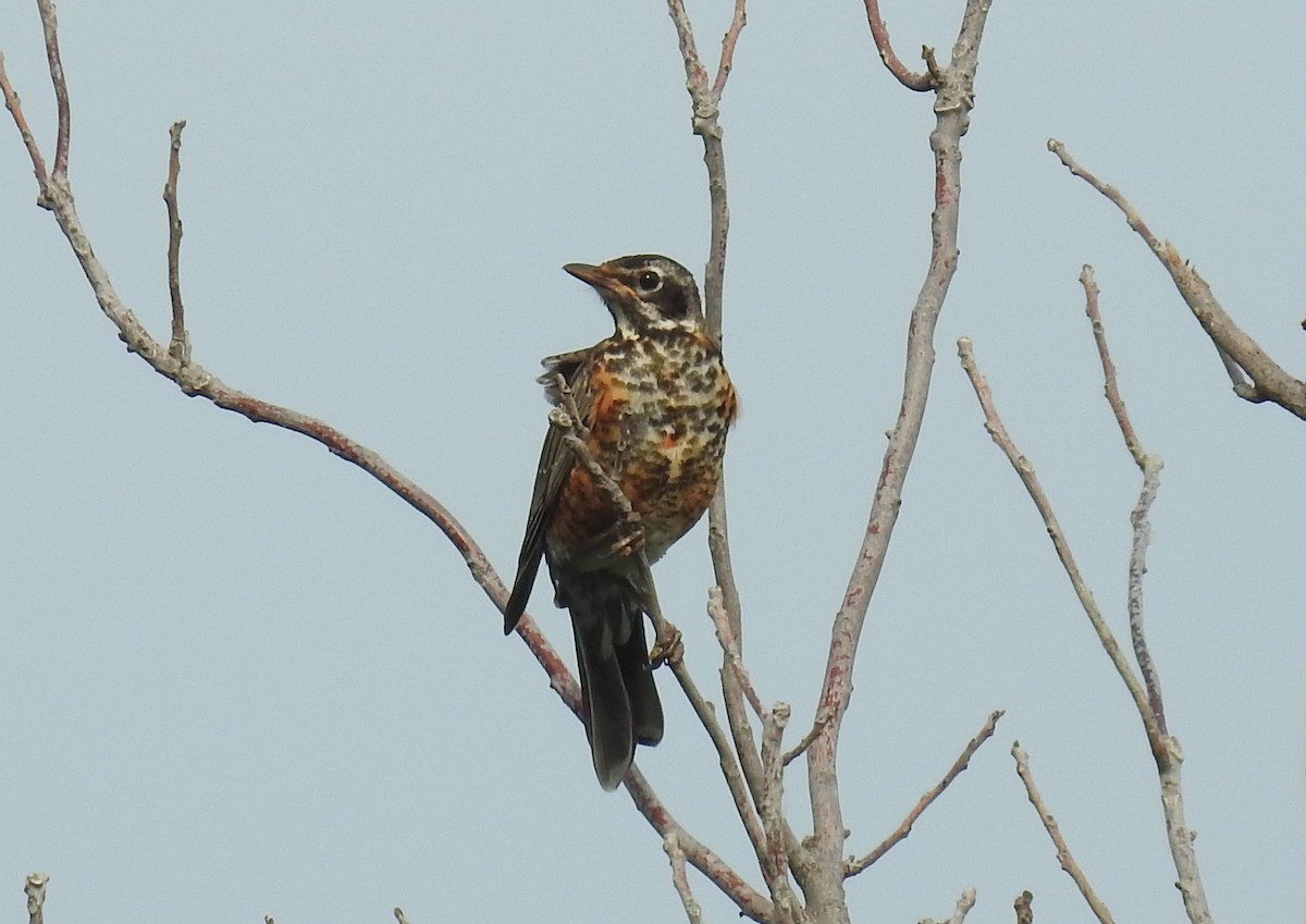 American Robin - ML639754584