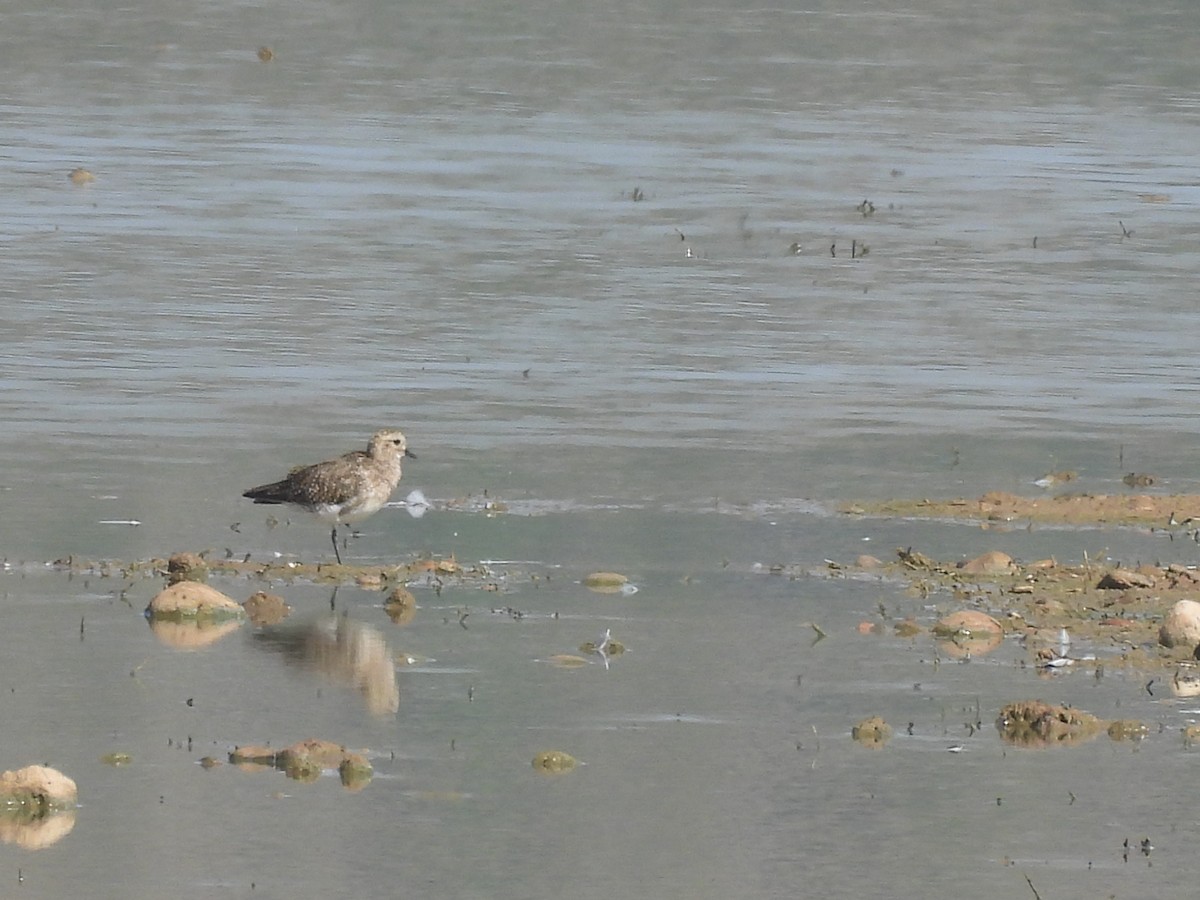 European Golden-Plover - ML639754588