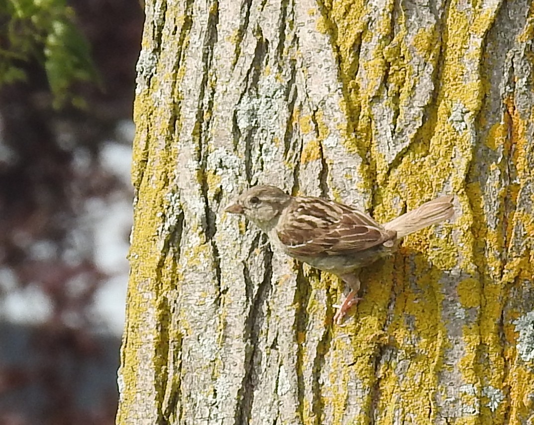 House Sparrow - ML639754605