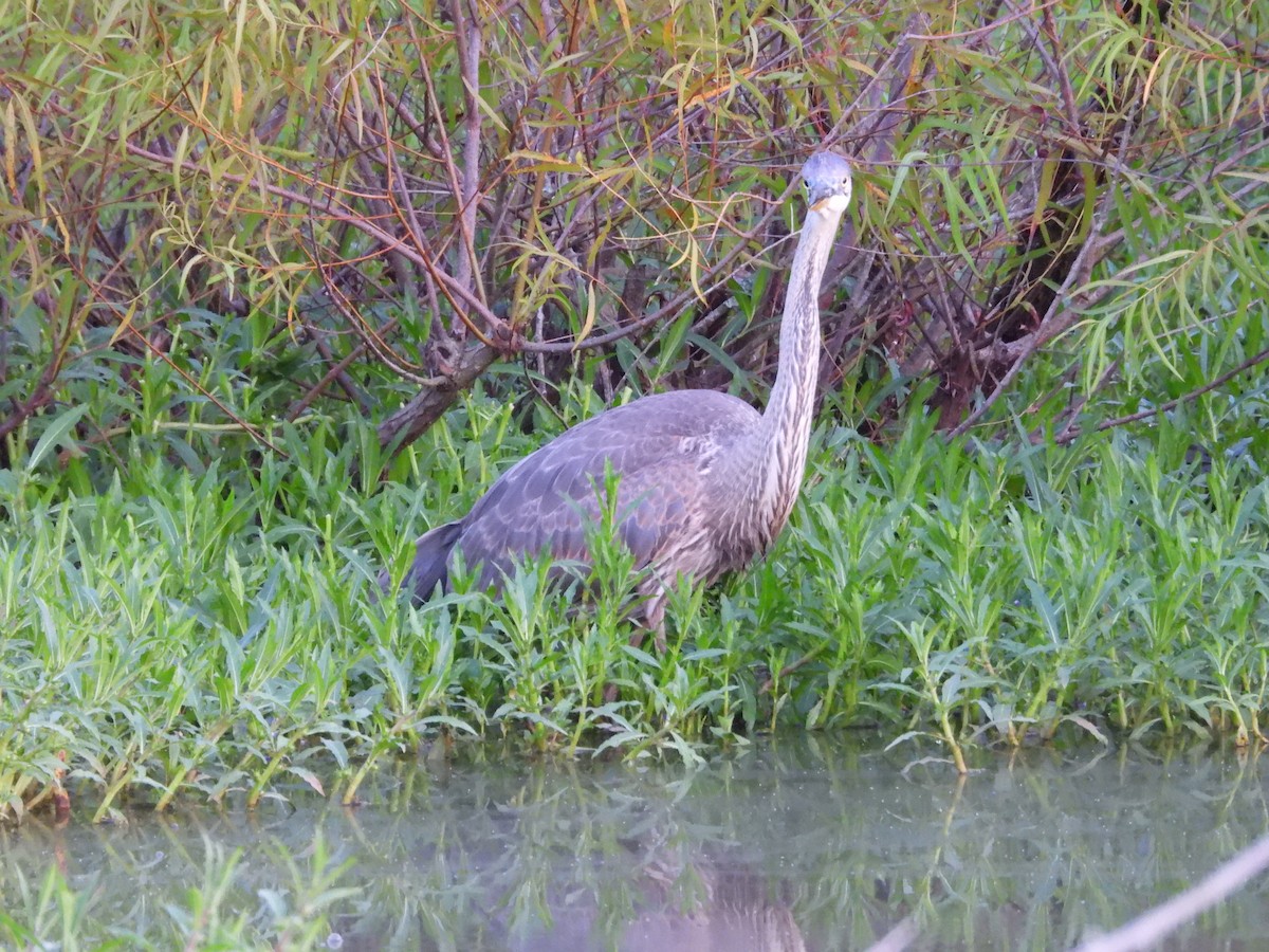 Great Blue Heron - ML639754647