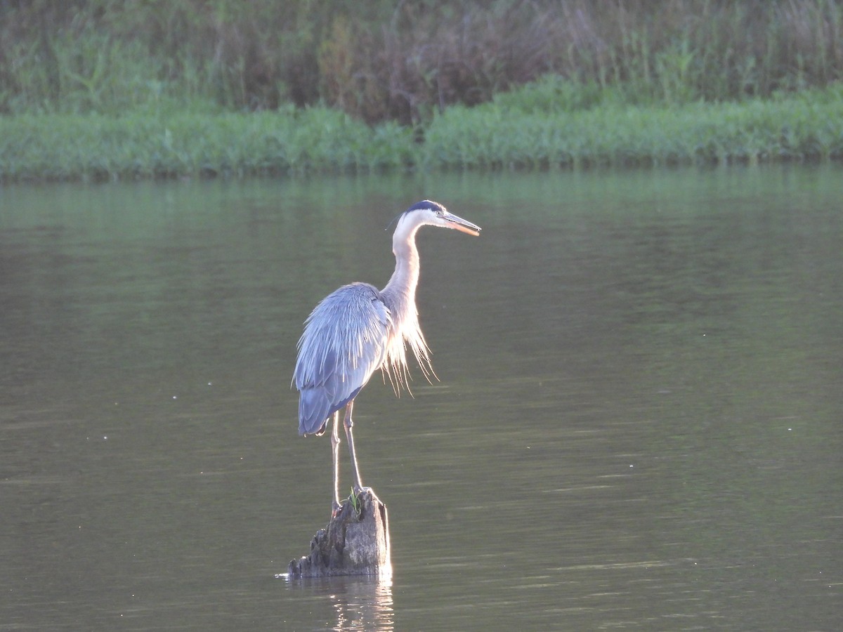 Great Blue Heron - ML639754663