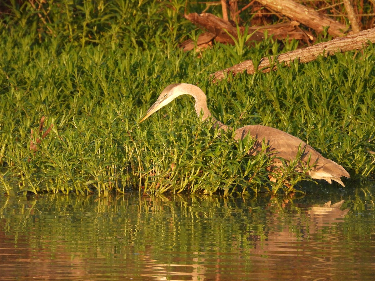 Great Blue Heron - ML639754697