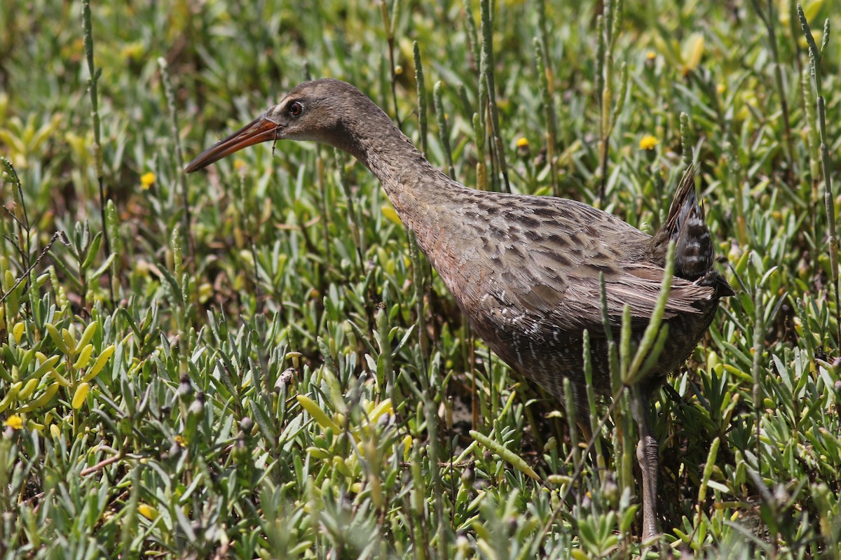 Ridgway's Rail - ML639754718