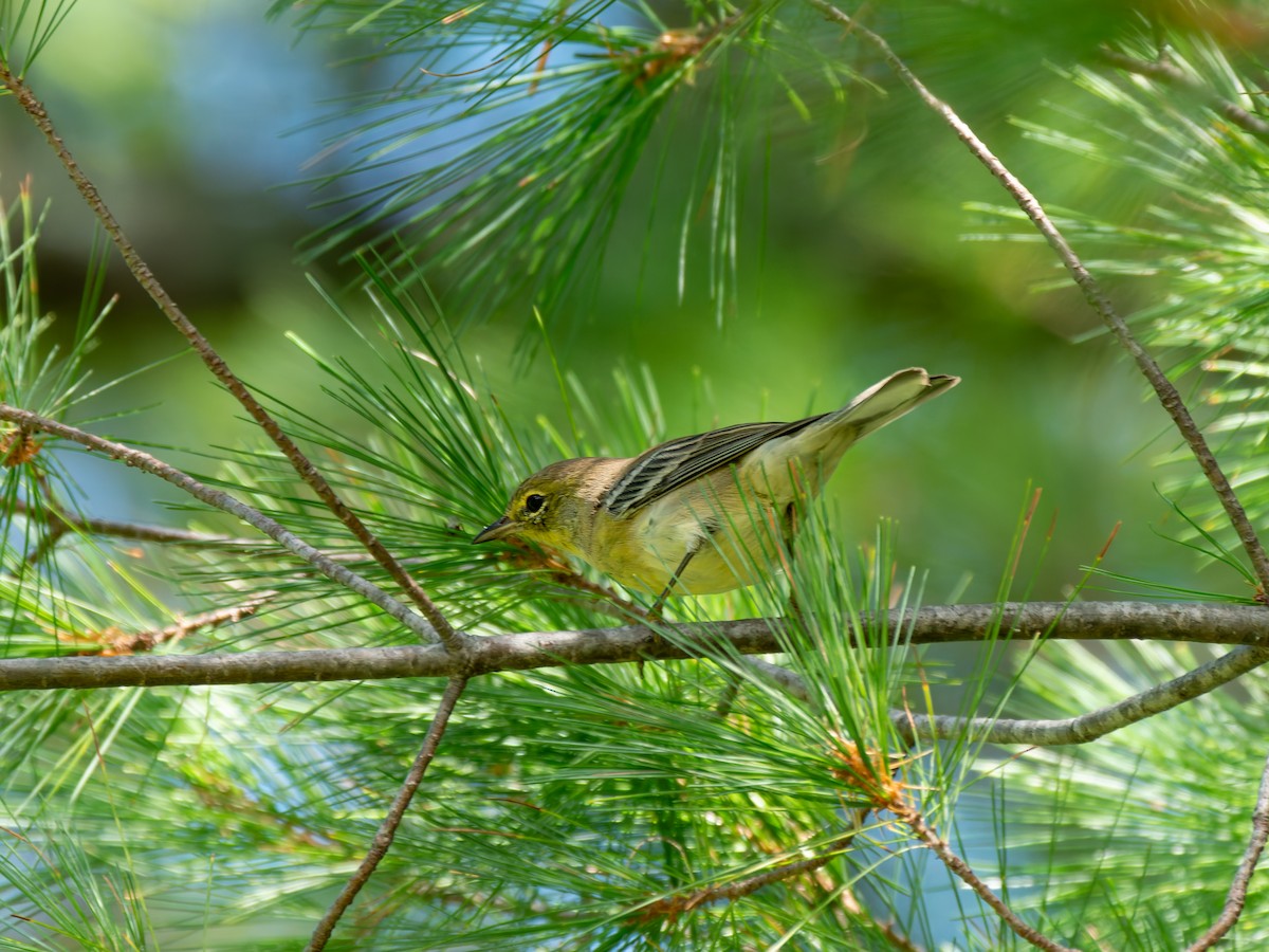 Pine Warbler - ML639754766