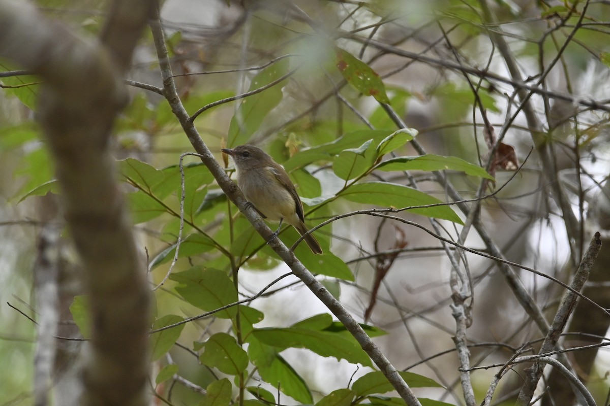Gray Whistler - ML639754817
