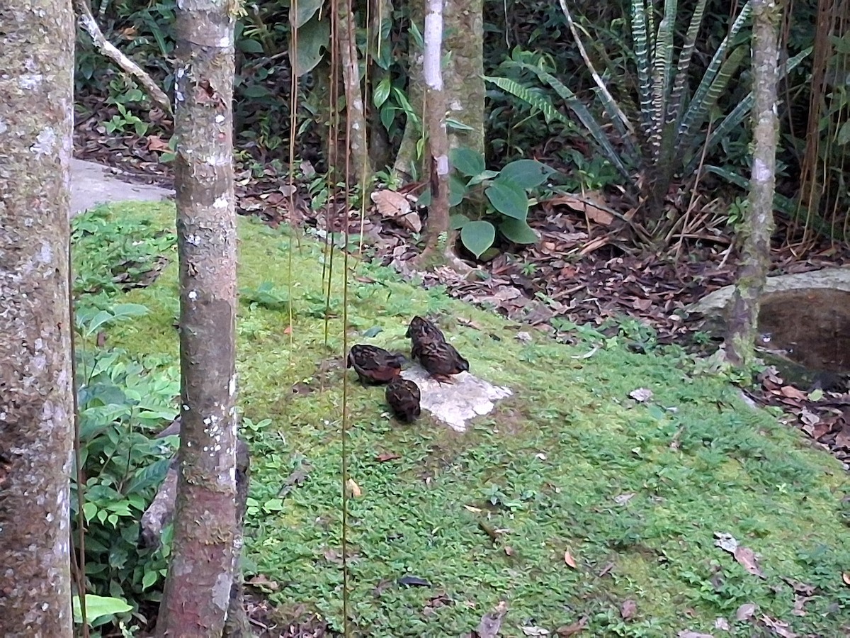 Rufous-breasted Wood-Quail - ML639754907