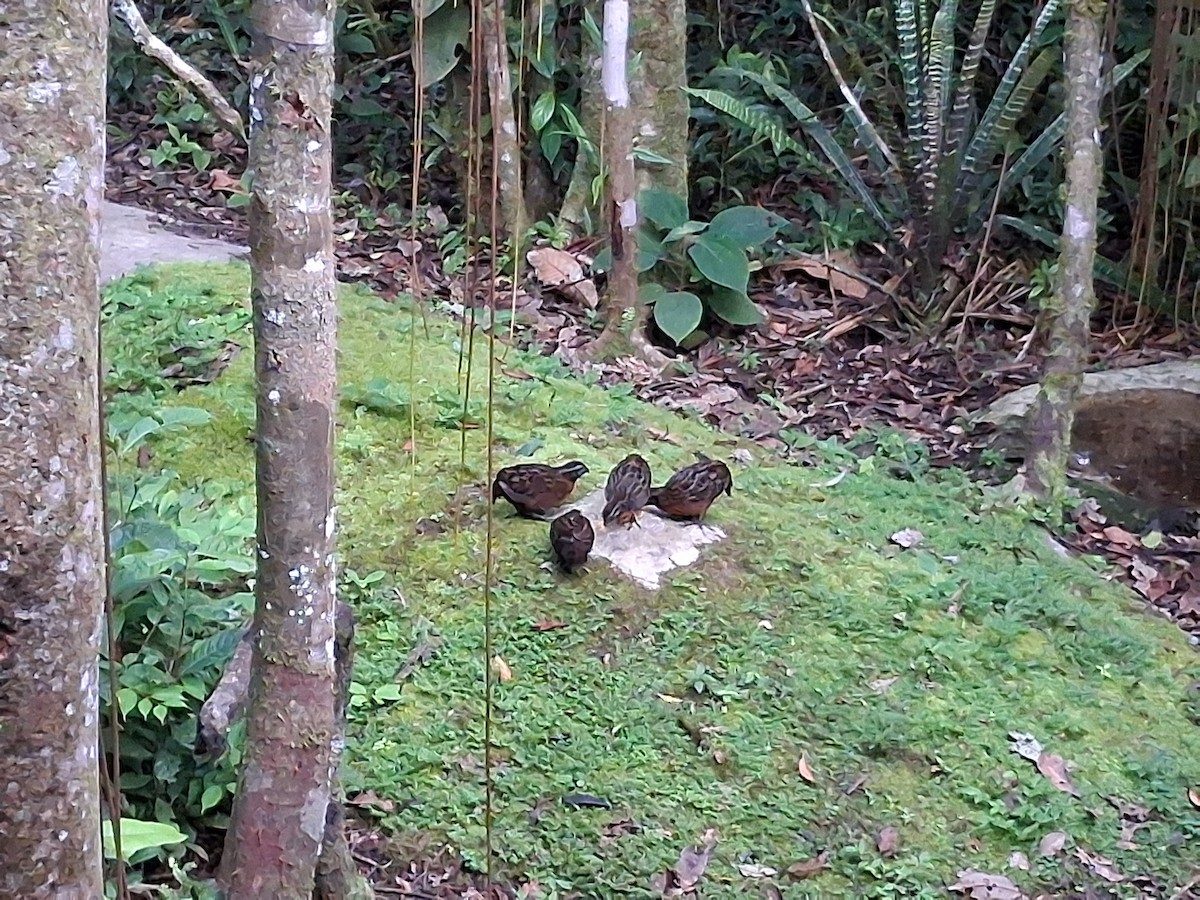Rufous-breasted Wood-Quail - ML639754909
