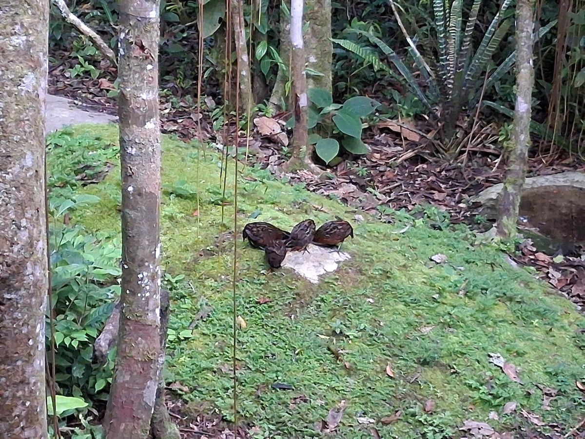 Rufous-breasted Wood-Quail - ML639754912