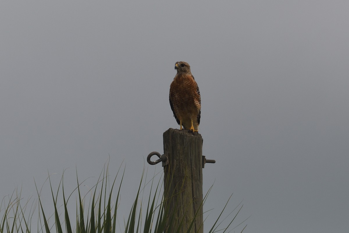 Red-shouldered Hawk - ML639754920