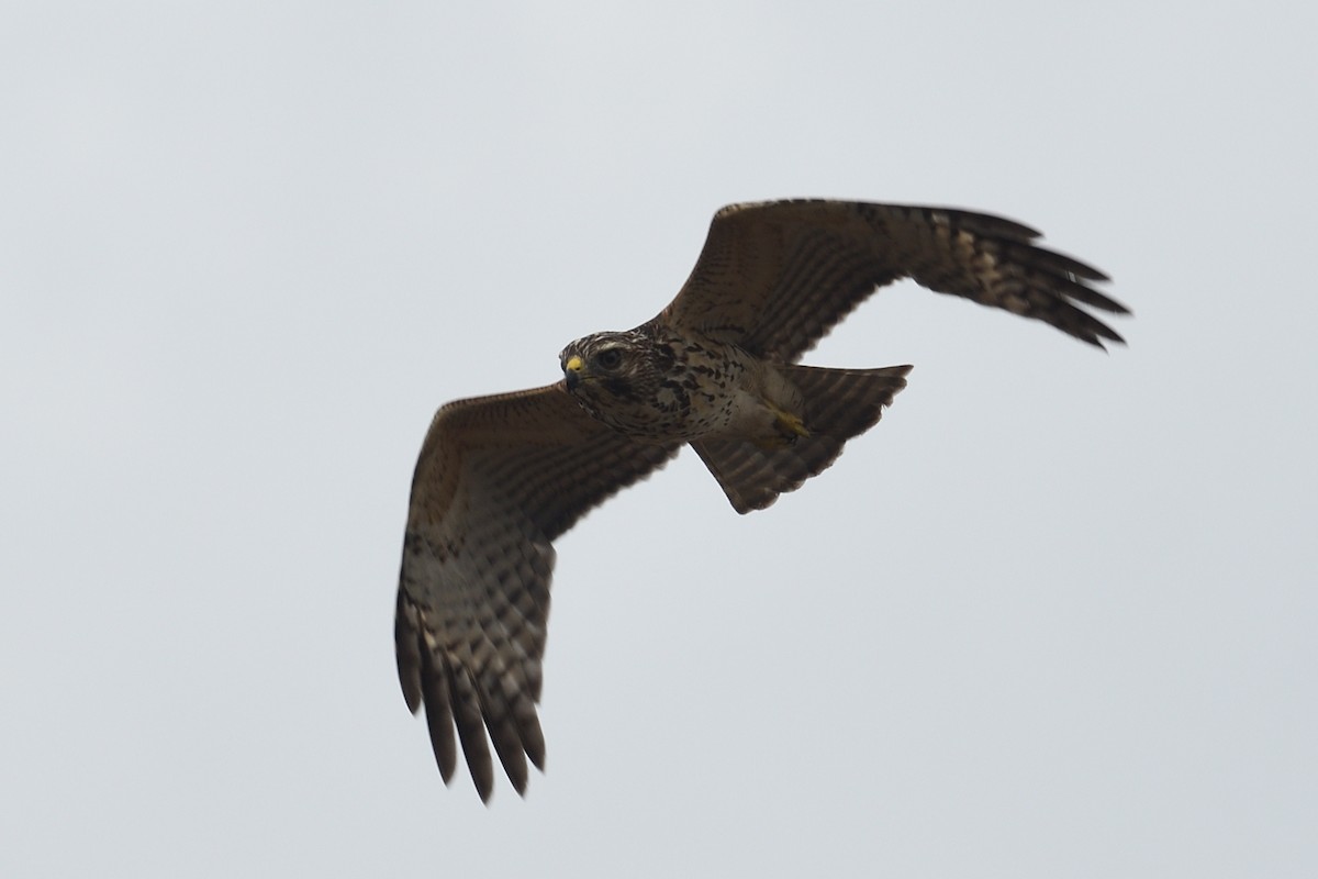 Red-shouldered Hawk - ML639754930
