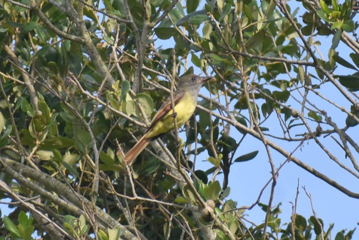 Great Crested Flycatcher - ML639754996
