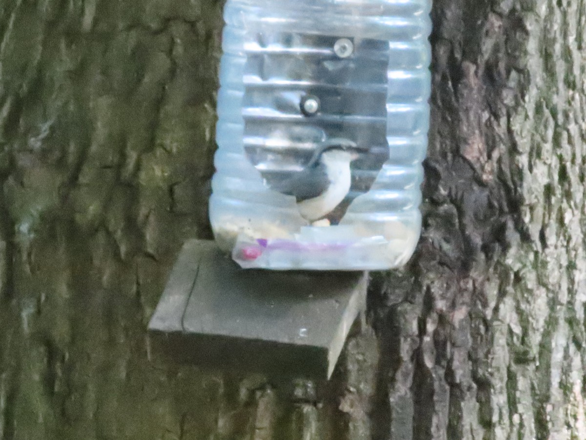 Eurasian Nuthatch - ML639754998