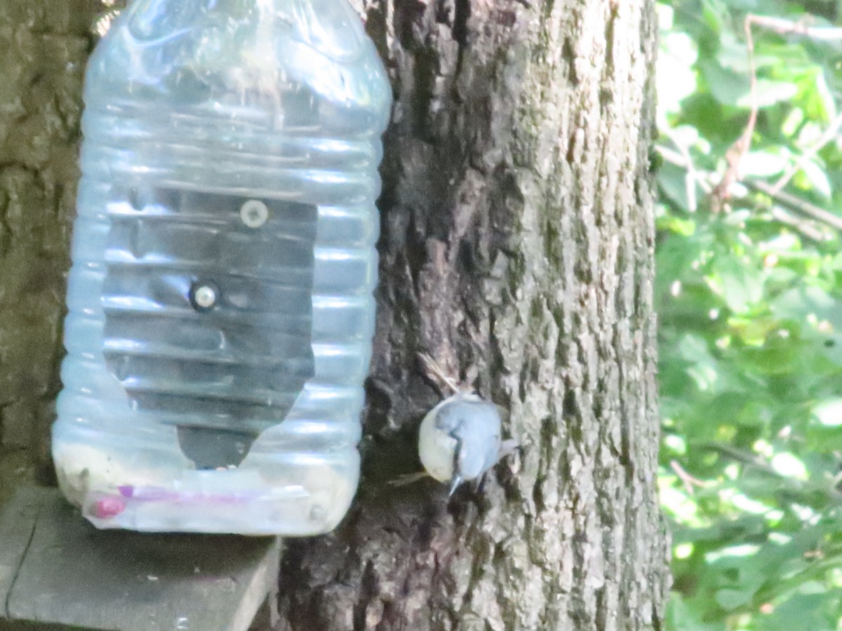 Eurasian Nuthatch - ML639755002