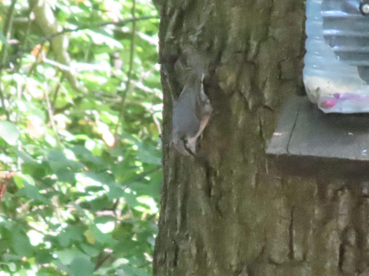Eurasian Nuthatch - ML639755003