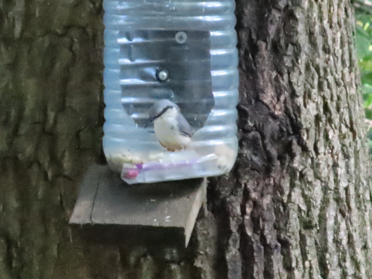Eurasian Nuthatch - ML639755004