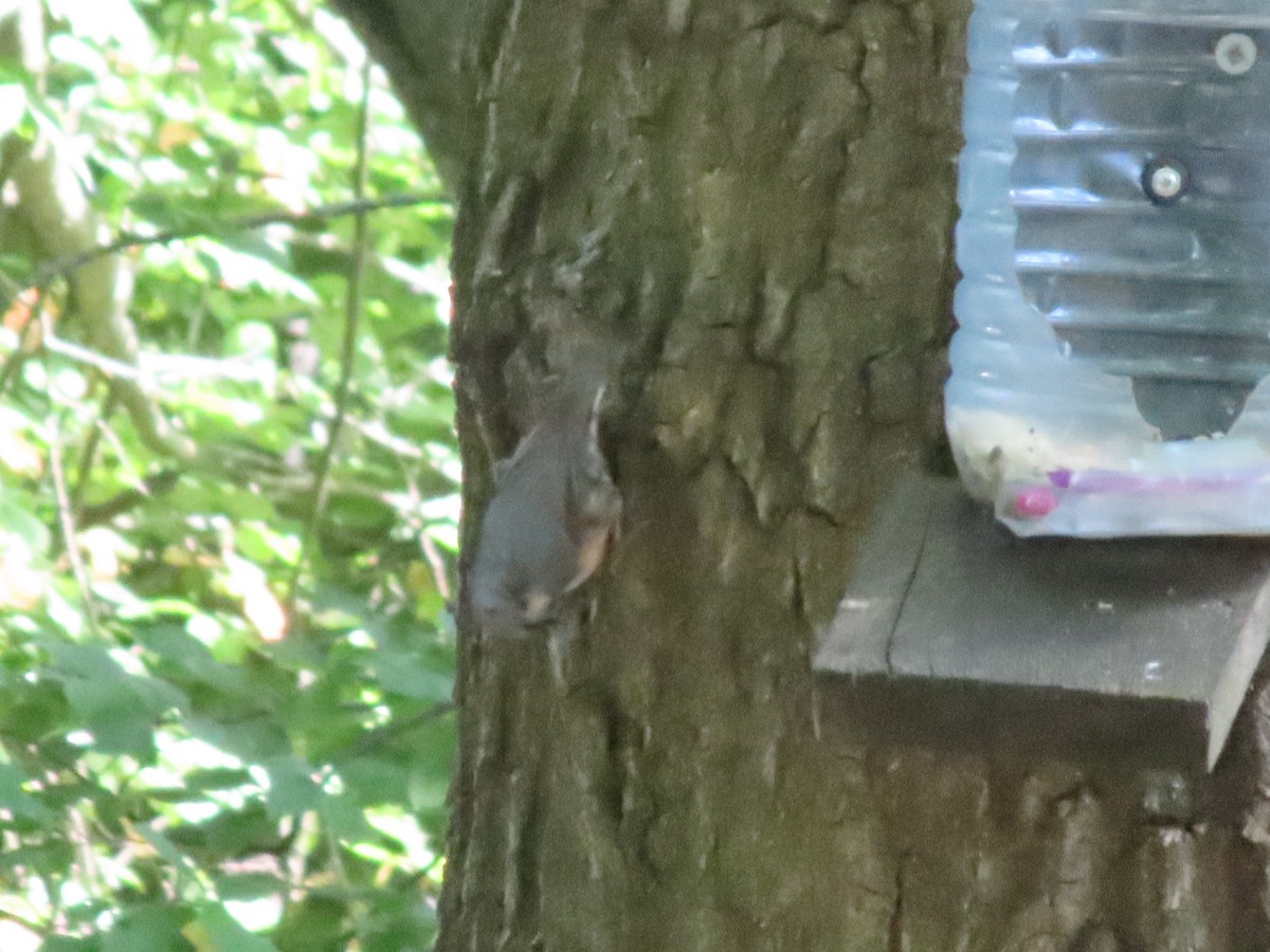 Eurasian Nuthatch - ML639755006