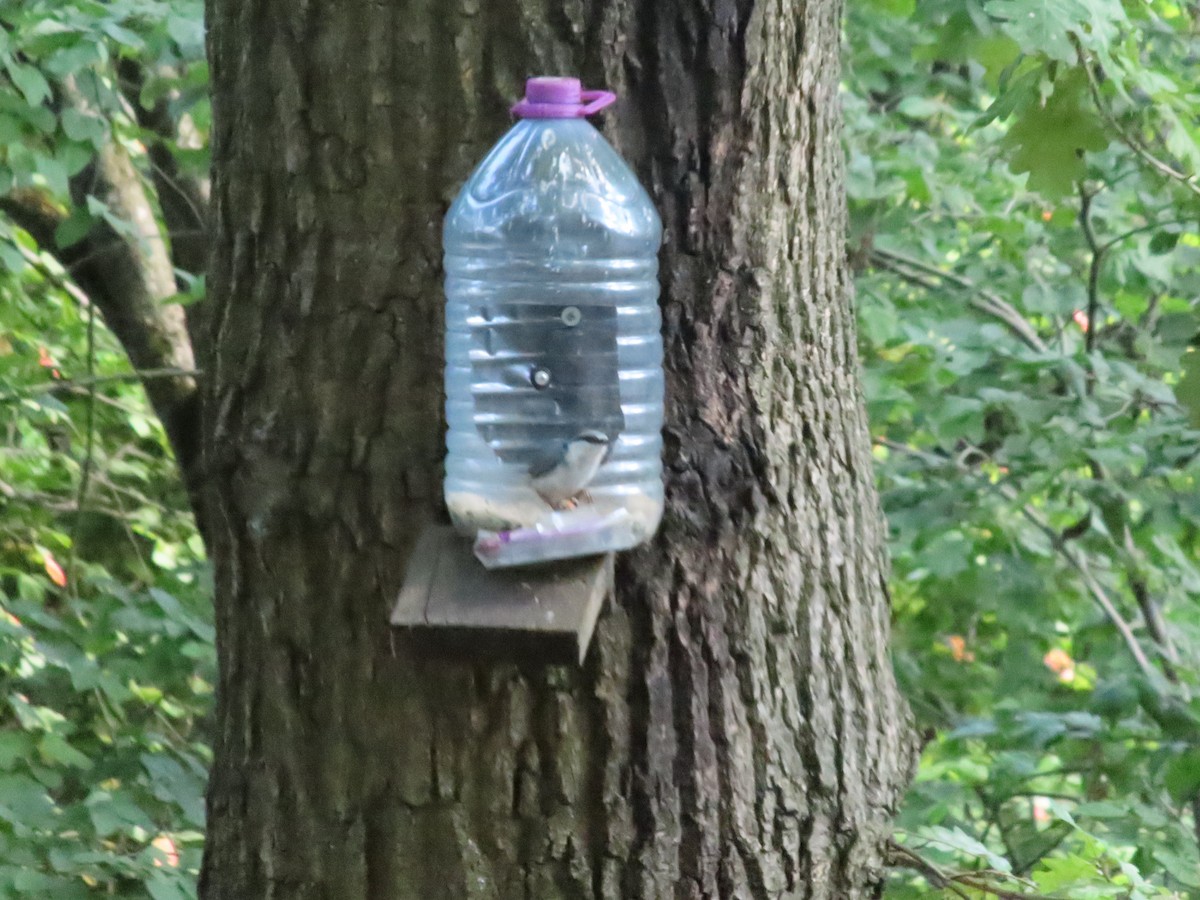 Eurasian Nuthatch - ML639755008