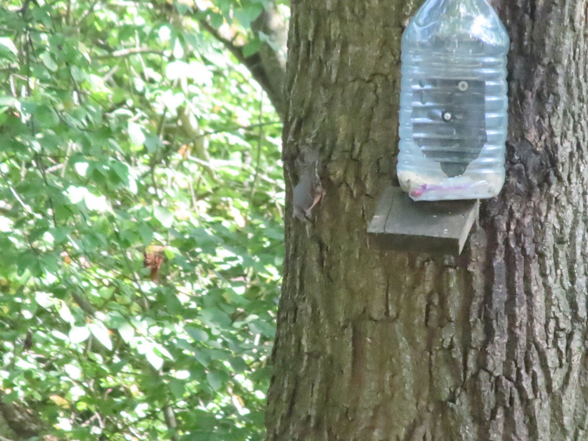 Eurasian Nuthatch - ML639755010