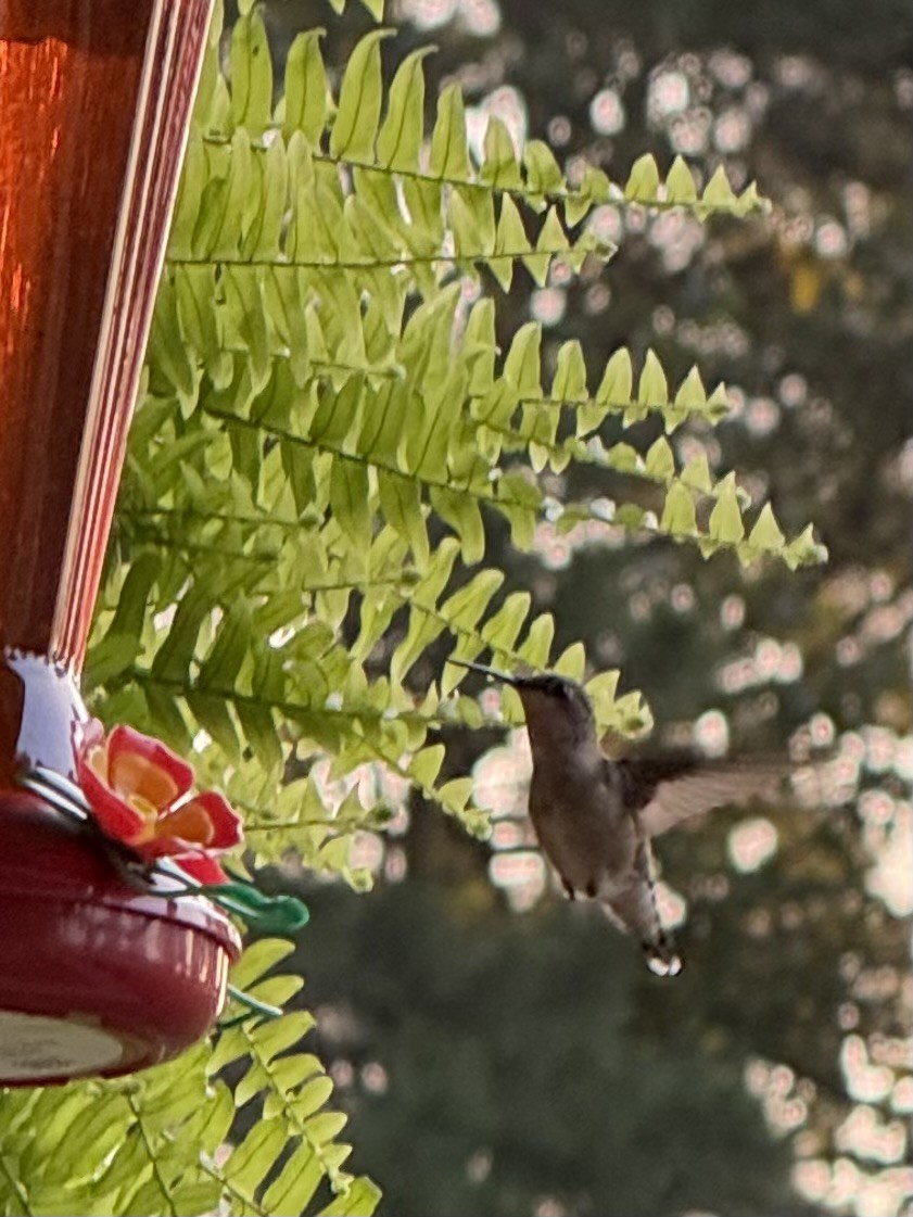 Ruby-throated Hummingbird - ML639755019