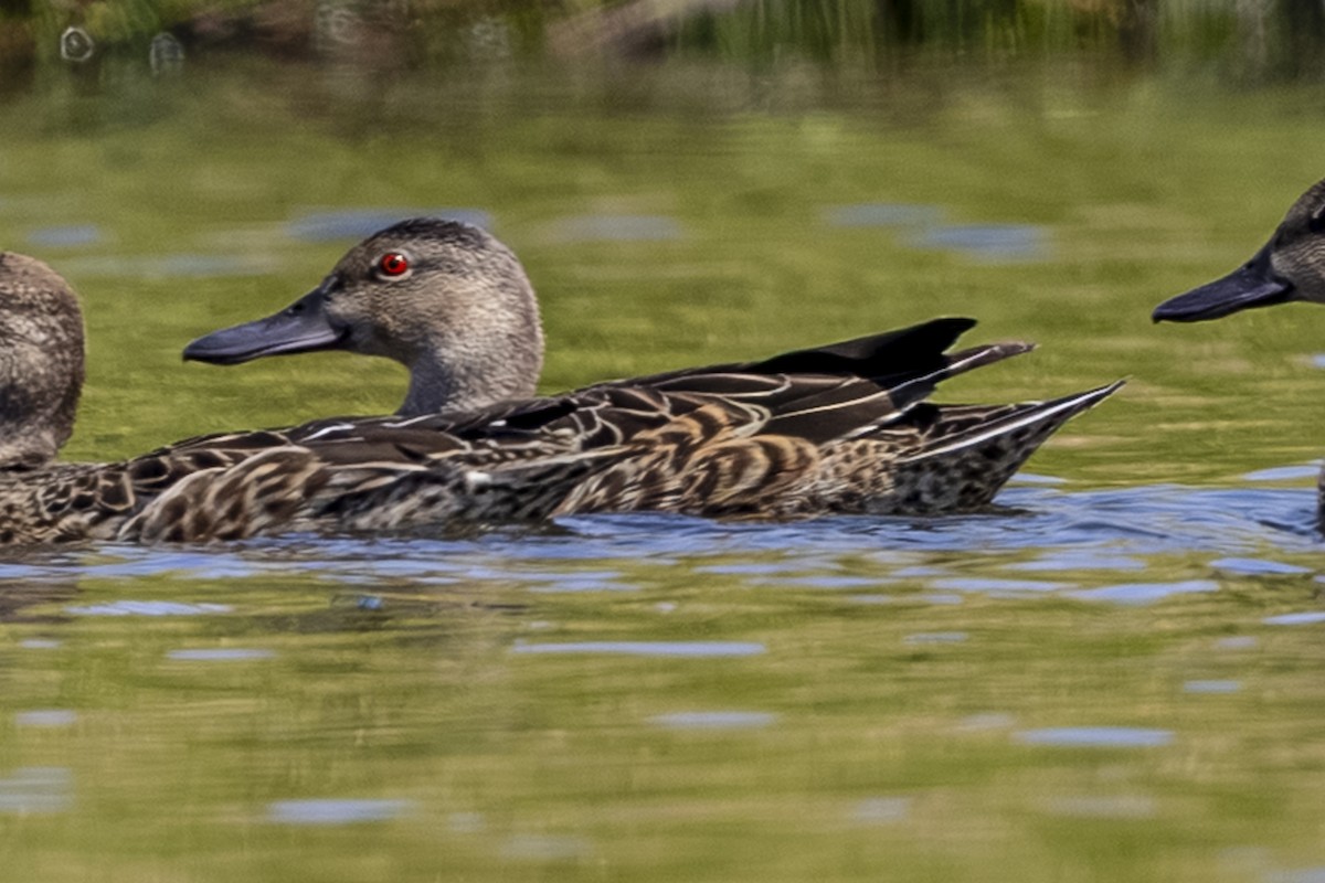 Cinnamon Teal - ML639755022