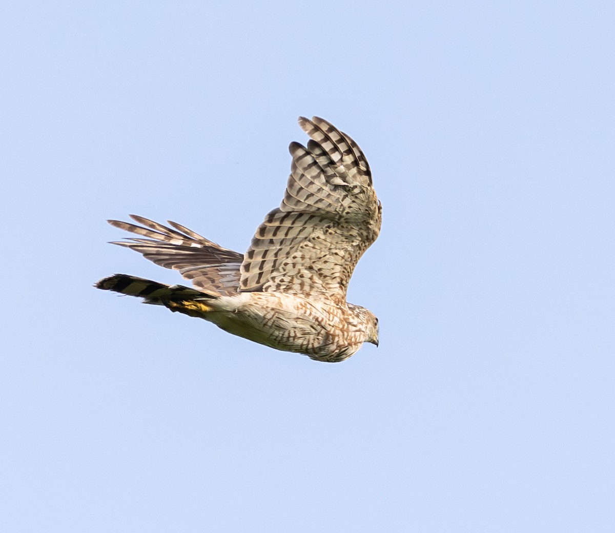 Sharp-shinned Hawk - ML639755025