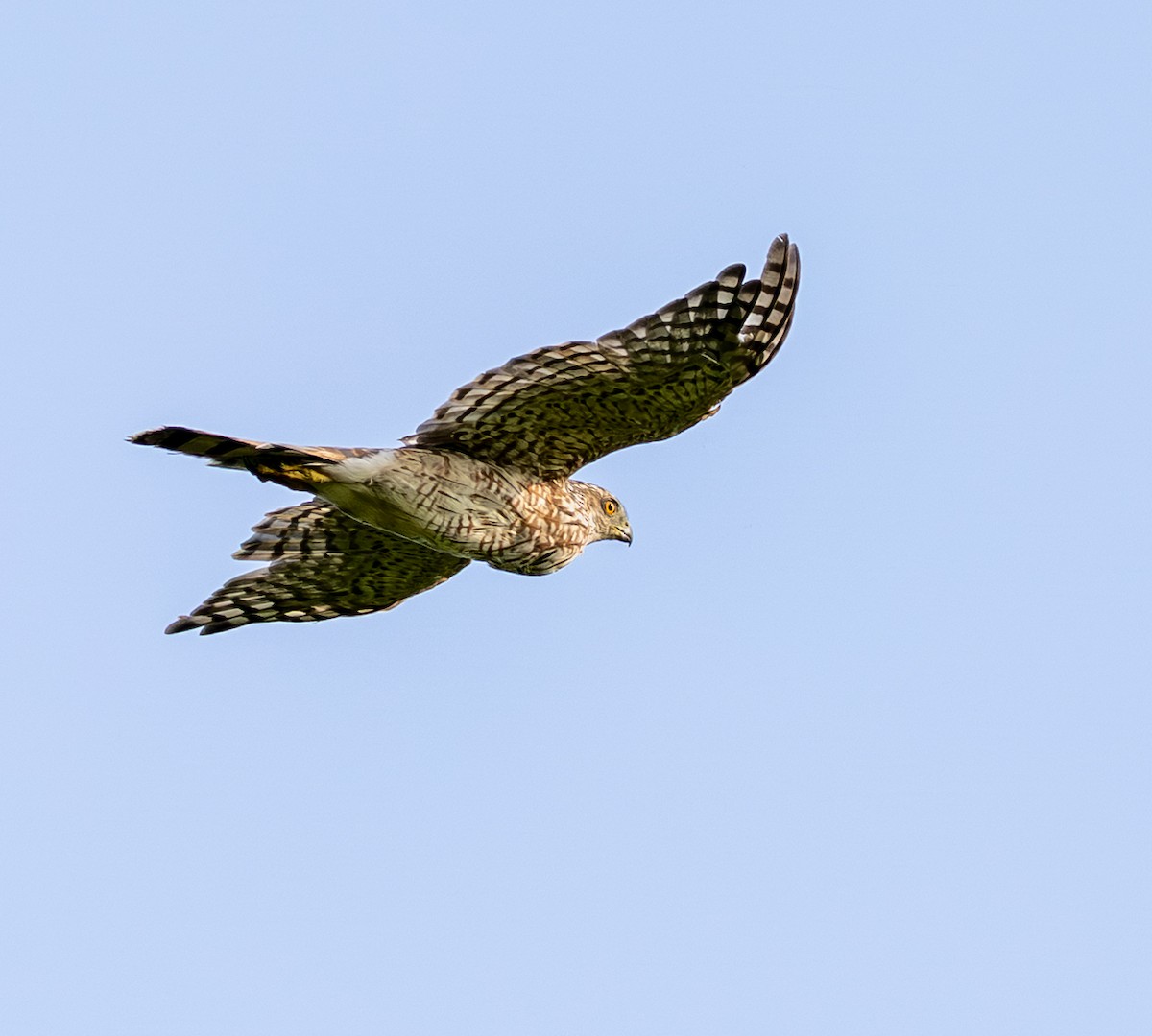 Sharp-shinned Hawk - ML639755027