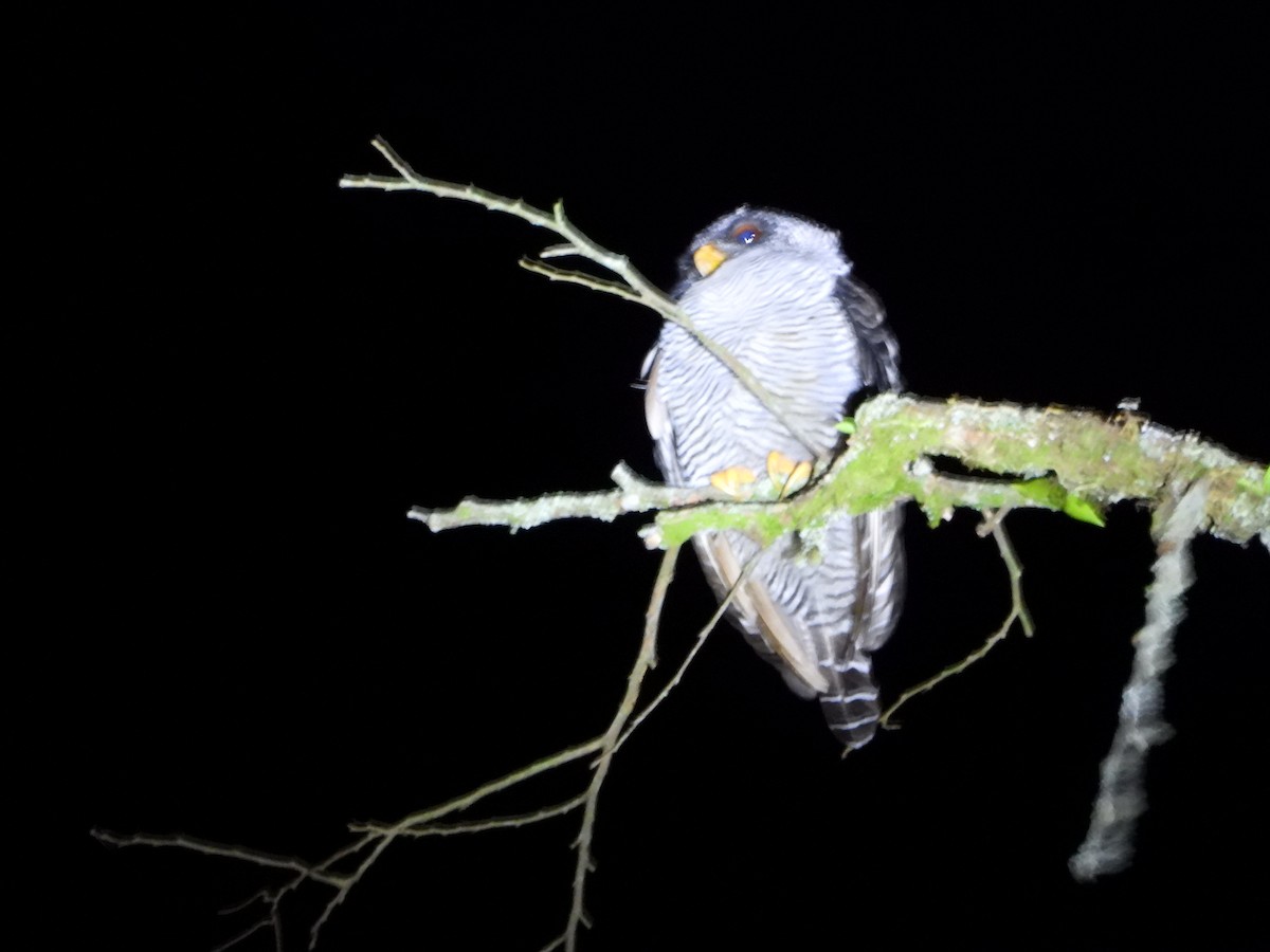 Black-banded Owl - ML639755030