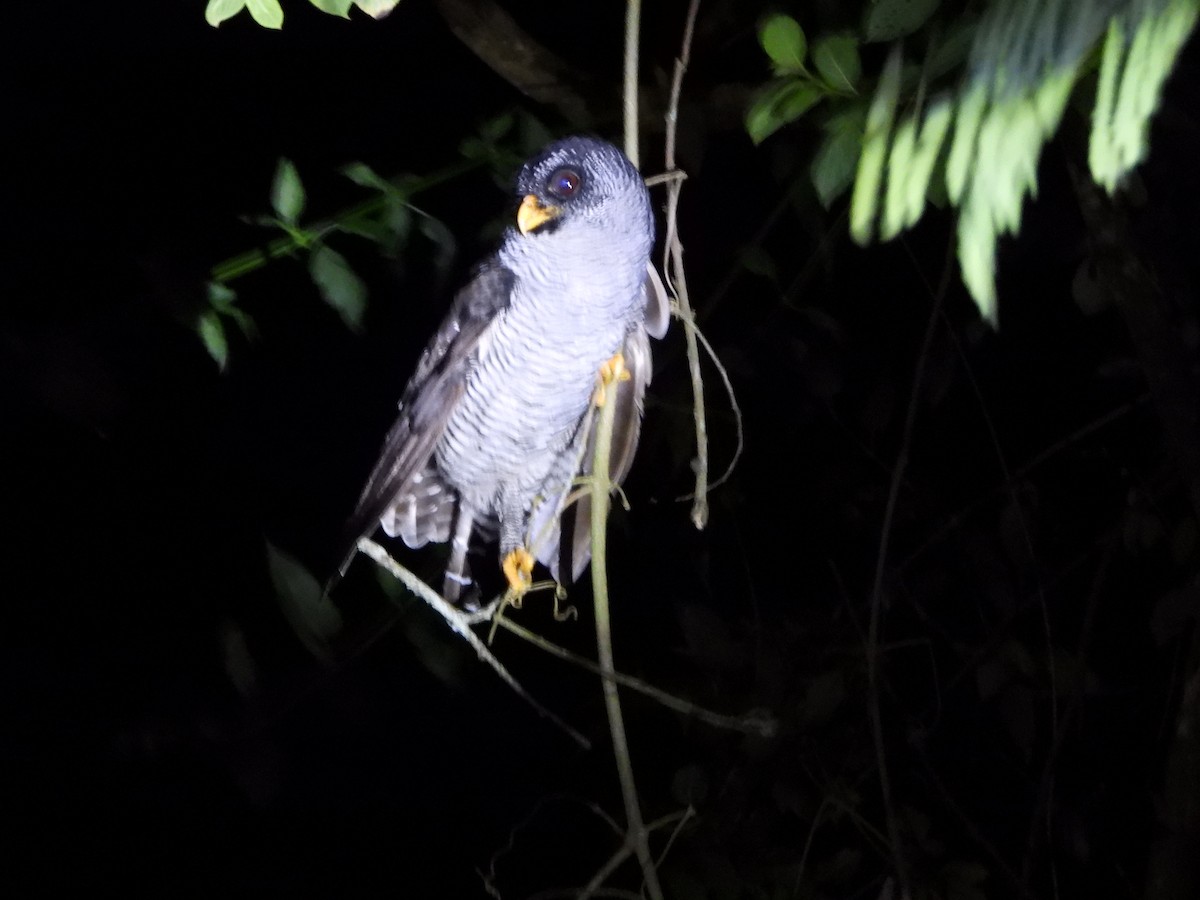 Black-banded Owl - ML639755032