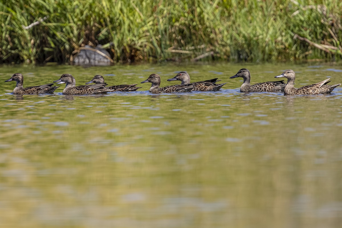 Green-winged Teal - ML639755037