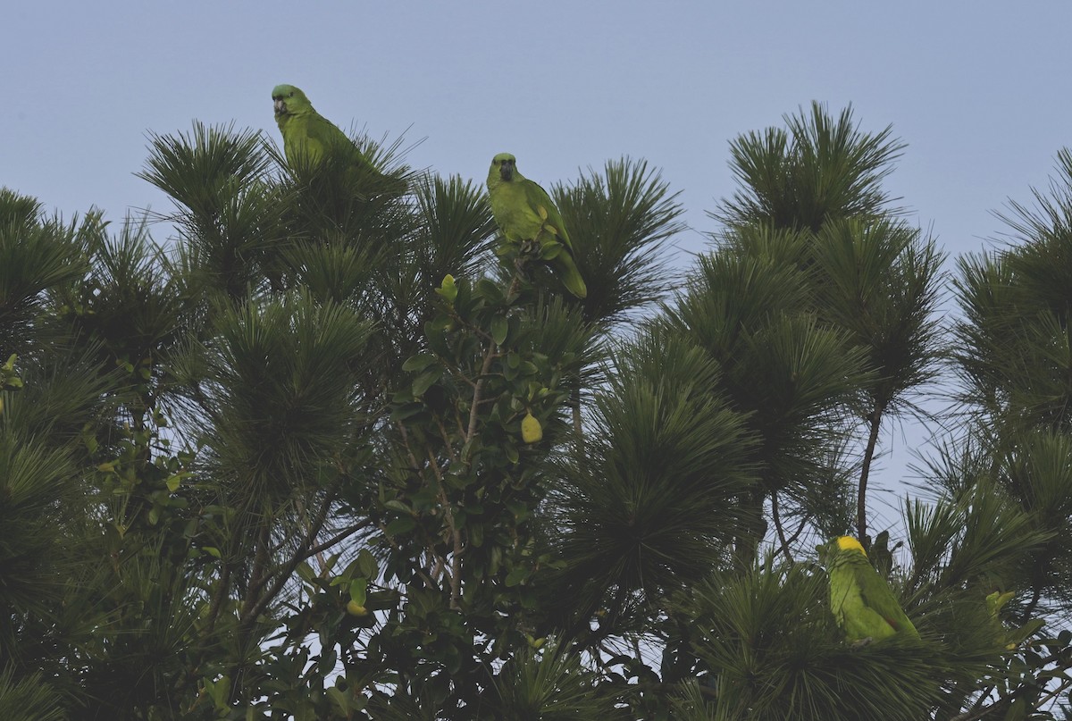 Yellow-naped Amazon - ML639755049